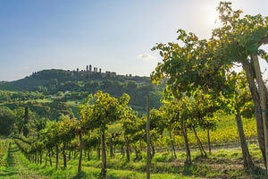 Die Skyline von San Gimignano, eingerahmt von toskanischen Weinbergen