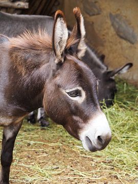 Donkey that seems to think by Helene Ketzer
