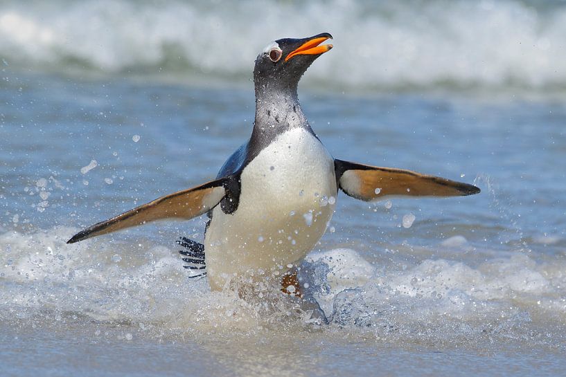 Gentoo Penguin (Pygoscelis papua), Falkland Islands. by Beschermingswerk voor aan uw muur