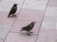 Twee spreeuwen op het perron