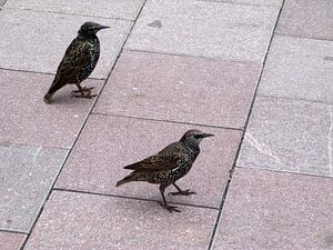 Twee spreeuwen op het perron von Dick de Vries