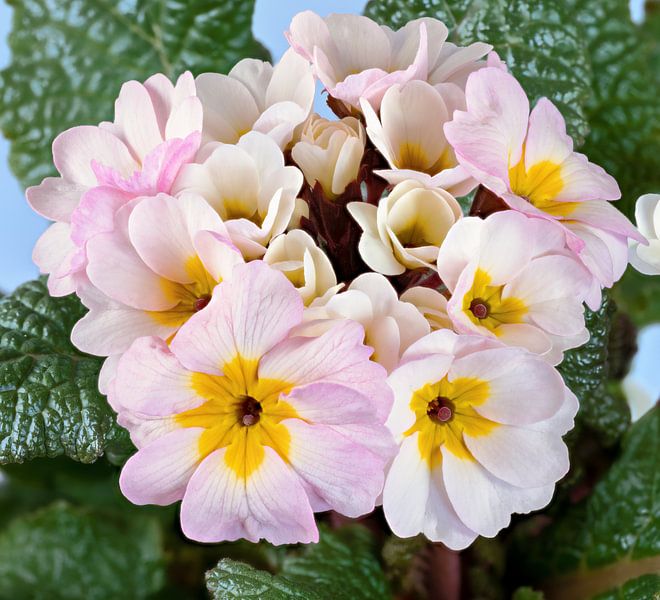 Teunisbloemen van ManfredFotos