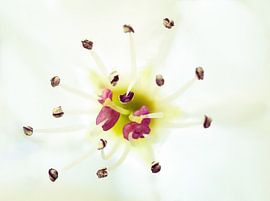 Details zur Blüte von Maikel Brands