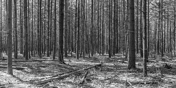 Straight trees in black and white by Artist Impression of Nature