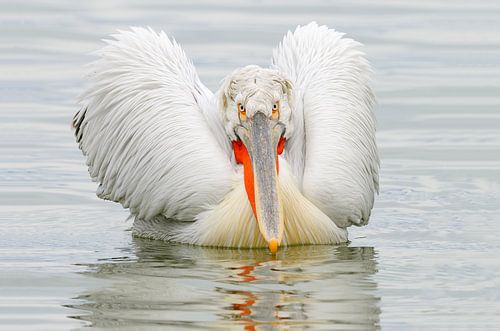 Dalmatian Pelican