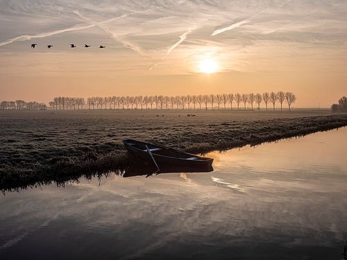 Des oies au-dessus du Plaspolder à Woubrugge