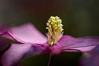 Clematis by Rob Boon thumbnail