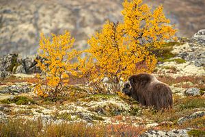Bœuf musqué aux couleurs de l'automne