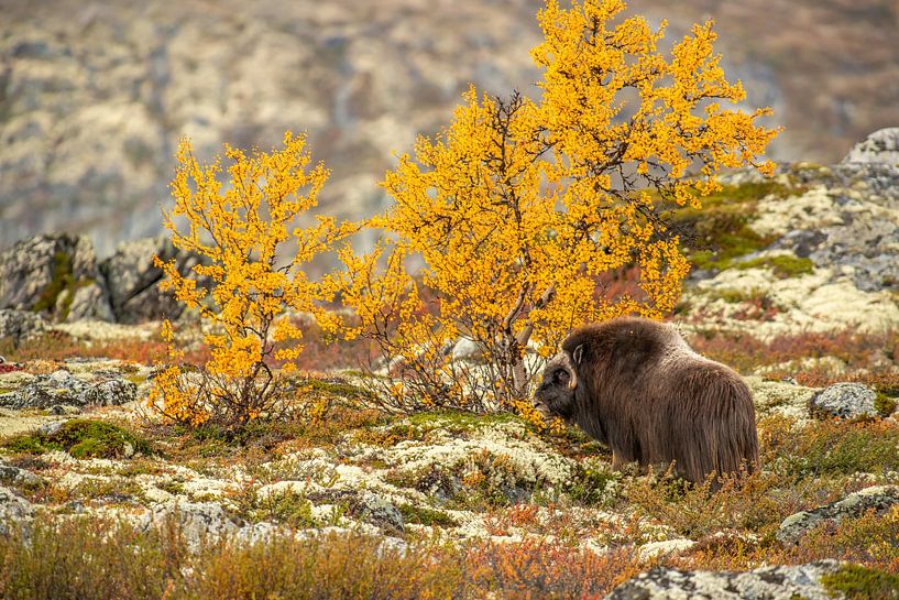 Musk ox in autumn colours by Harry Punter
