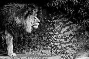 De leeuwen koning! van Bas Witkop