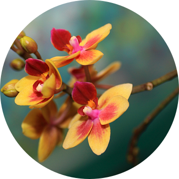 Vlinder Orchidee van Jolanta Mayerberg