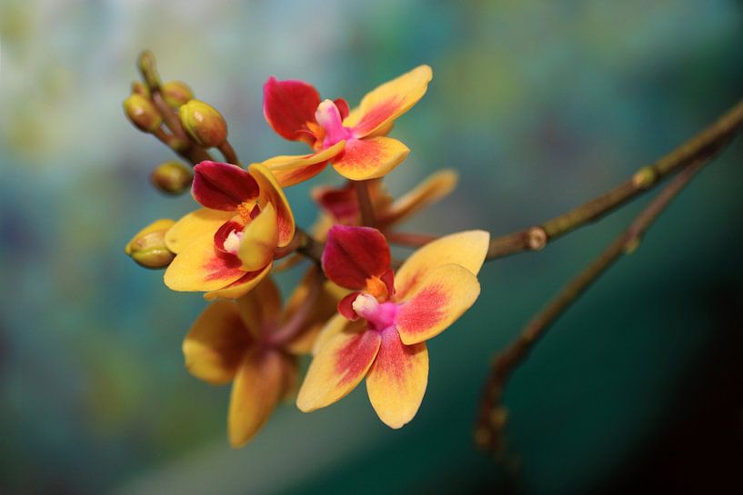 Schmetterling Orchid von Jolanta Mayerberg