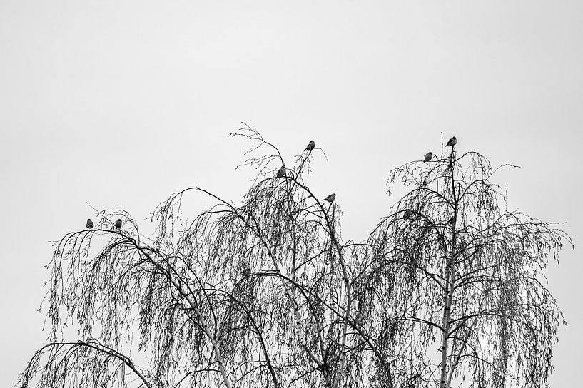 Tiere 1 von Mariëlle de Valk