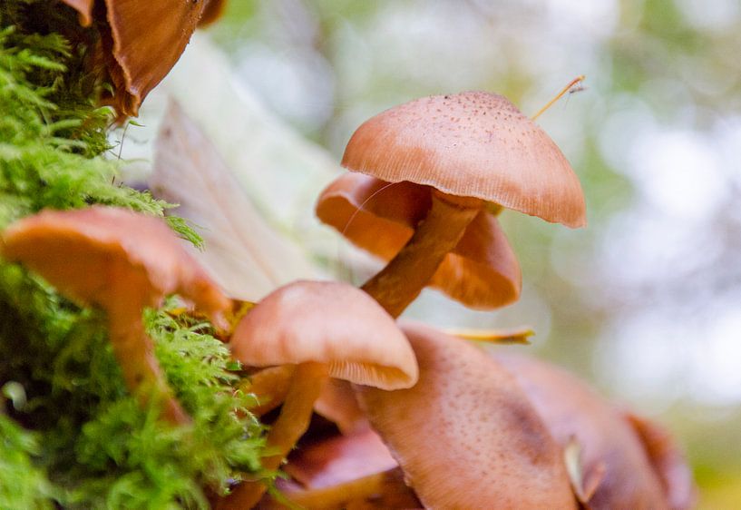 Herfst - paddenstoelen van Jack Koning