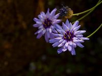 Purple flowers above the shade