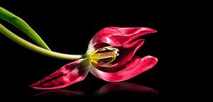 Liegende rote Tulpe mit Staubgefäßen und Stempel, isoliert mit kleiner Reflexion auf schwarzem Hinte von Maren Winter