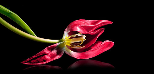 Liegende rote Tulpe mit Staubgefäßen und Stempel, isoliert mit kleiner Reflexion auf schwarzem Hinte