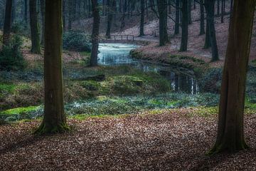 Water in het bos