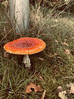Begin van de herfst; paddestoel