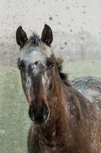 Paard in de wei - Appaloosa