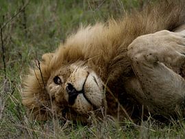 Luie leeuw by Sylvia Weenink