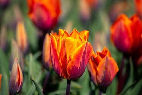 Orange tulips