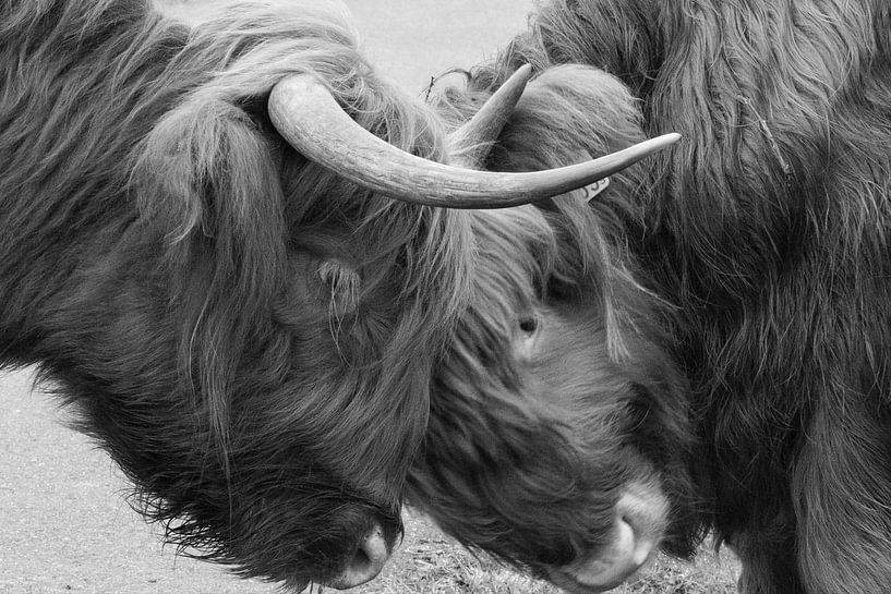Scottish Highlanders &quot;Mother Love&quot; by Truckpowerr