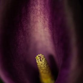 paarse bloem  sur Jovas Fotografie