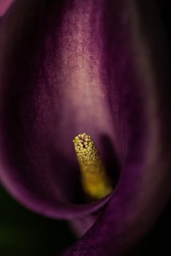 paarse bloem  van Jovas Fotografie