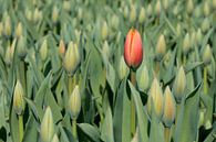 rode tulp als eerste in bloei van eric van der eijk thumbnail