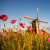 Wild Flowers by Johan Mooibroek