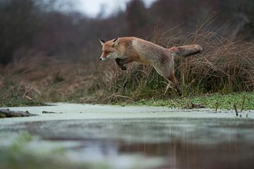 Red Fox ( Vulpes vulpes ), adult in winterfur, jumping over a little creek in a swamp, far and high  van wunderbare Erde