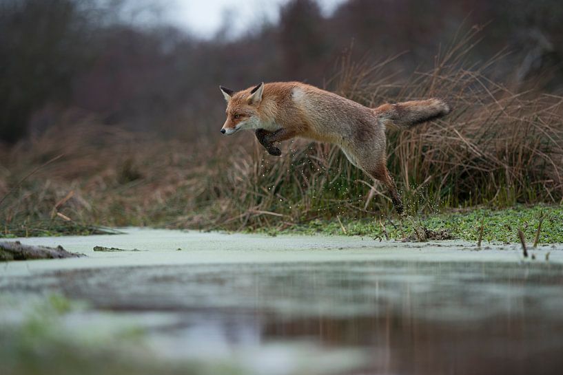 Rotfuchs ( Vulpes vulpes ) in weitem, hohem Sprung über ein Gewässer par wunderbare Erde