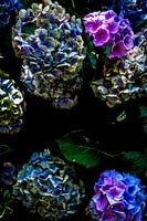 Hortensie im Herbst