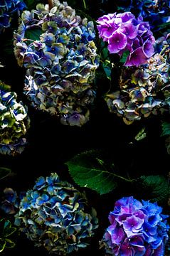 Hortensie im Herbst by MR OPPX