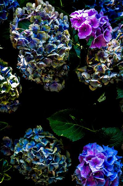 Hortensie im Herbst von MR OPPX