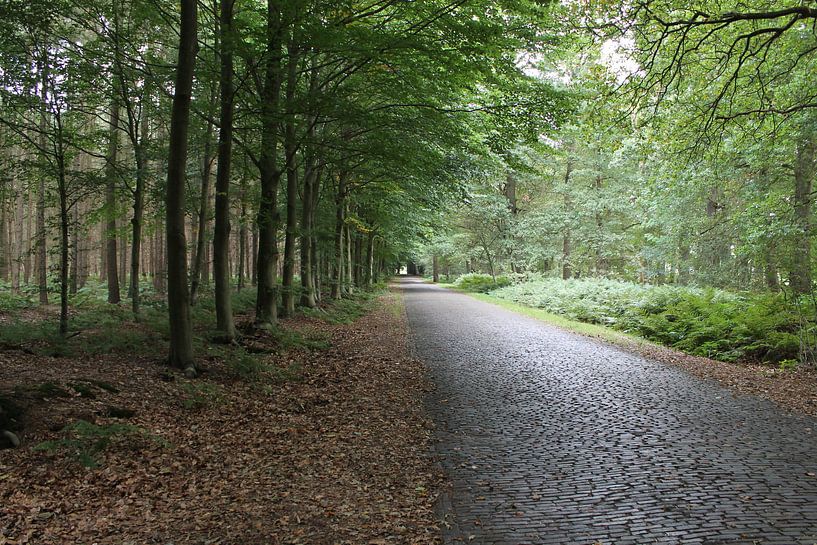 landschap par John Schouwink