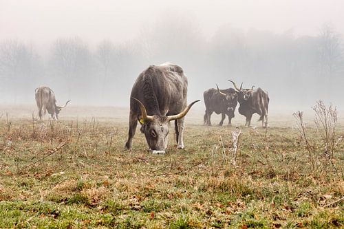 Maremmana runderen op een mistige morgen