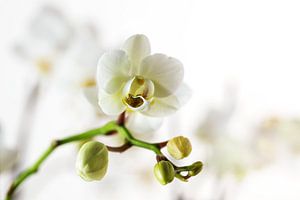 Weiße Orchideenblüte (Phalaenopsis) vor einem verschwommenen, hellen Hintergrund mit Kopierraum, Nah