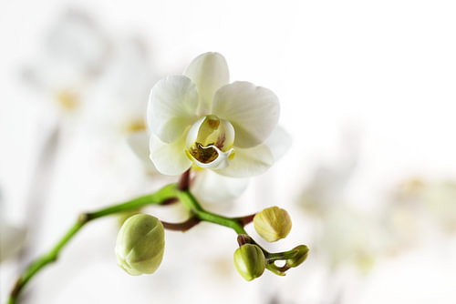 Weiße Orchideenblüte (Phalaenopsis) vor einem verschwommenen, hellen Hintergrund mit Kopierraum, Nah