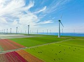 Tulpen bloeien in het voorjaar van bovenaf gezien met windmolens in de achtergrond van Sjoerd van der Wal Fotografie thumbnail