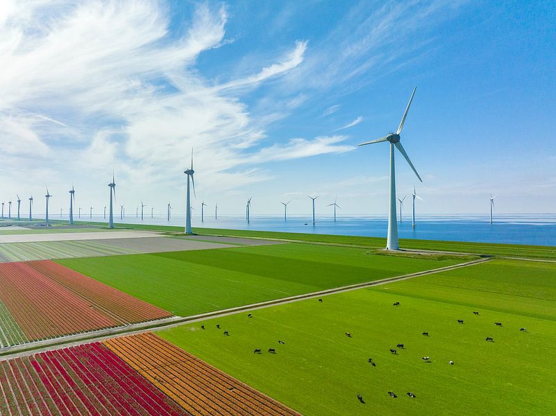 Tulpen bloeien in het voorjaar van bovenaf gezien met windmolens in de achtergrond van Sjoerd van der Wal Fotografie