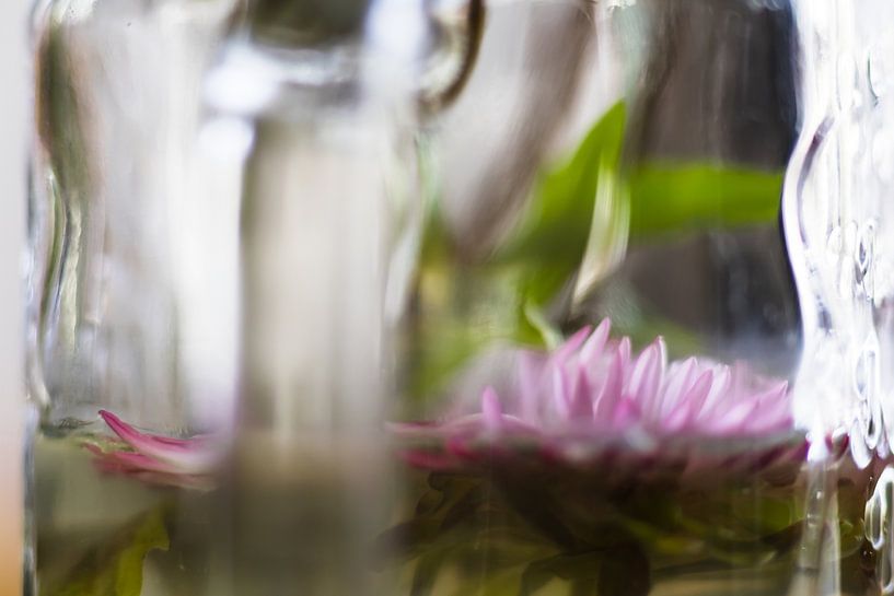 Asters gevangen in glas 1 van Erwin van Eekhout