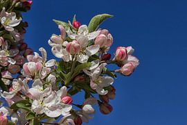 J a p a n i s c h e r Apfel III von Andreas Stach