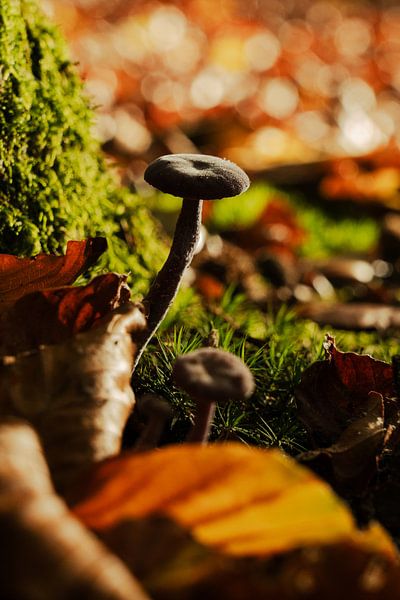Pilz im Wald von Sharonne Verkaik