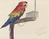 Papagei - A.M.D. Franken. von Marieke de Koning Miniaturansicht