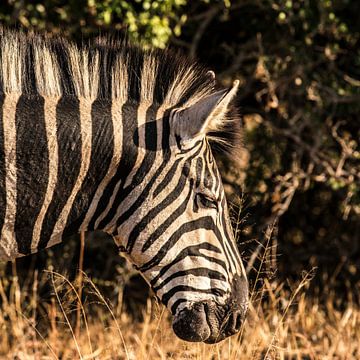 Zebra - Equus quagga /  Equus burchelli