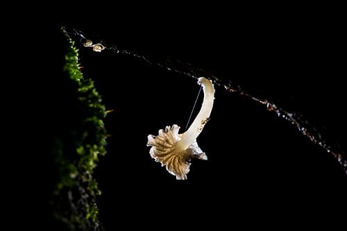 paddestoel aan tak, mushroom at a trunk of a tree