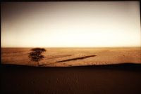 Tree in desert