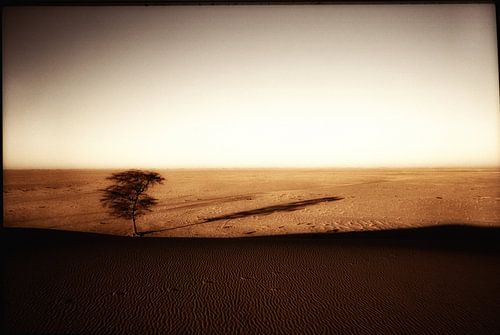 Tree in desert